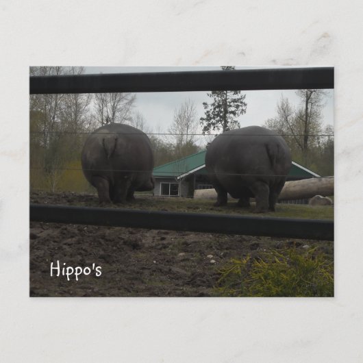 Funny Hippopotamuses Walking Away Postkarte (Vorderseite)