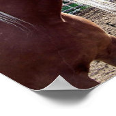 Funny Horse "Every has Bad Mane Days" Poster (Ecke)