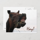 Funny Horse: Hay! Postkarte (Vorne/Hinten)