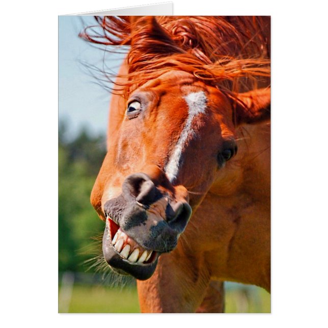 Funny Horse Laughing Fotografie (Vorne)