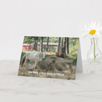 Funny Horse Lover Geburtstag