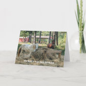 Funny Horse Lover Geburtstag Karte (Vorderseite)