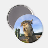 Funny Horse Magnet (Vorderseite/Rückseite)