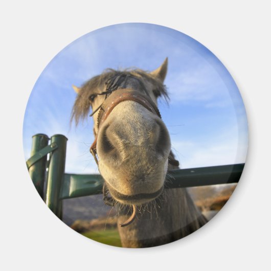 Funny Horse Magnet (Vorne)