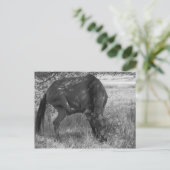 Funny Horse Postcard Postkarte (Stehend Vorderseite)