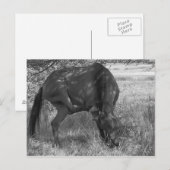 Funny Horse Postcard Postkarte (Vorne/Hinten)