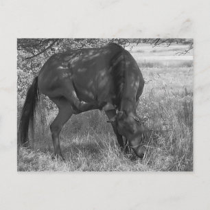 Funny Horse Postcard Postkarte
