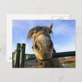 Funny Horse Postkarte (Vorne/Hinten)