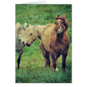 Funny Horses (Vorne)