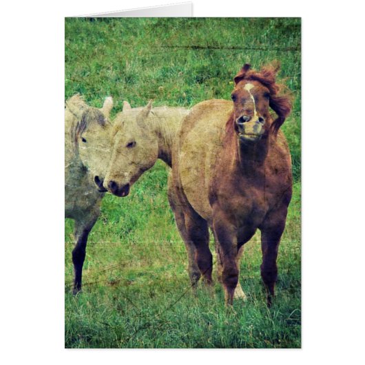 Funny Horses (Vorne)