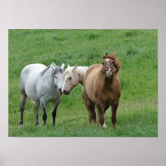 Funny Horses Poster (Vorne)
