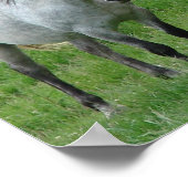 Funny Horses Poster (Ecke)