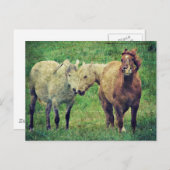 Funny Horses Postkarte (Vorne/Hinten)