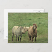 Funny Horses Postkarte (Vorne/Hinten)