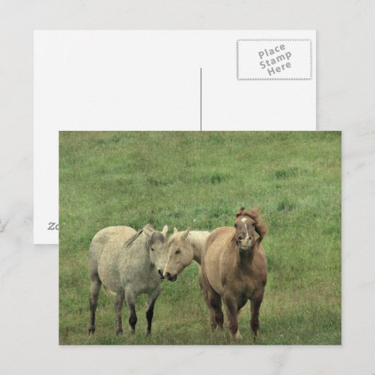 Funny Horses Postkarte (Vorne/Hinten)