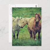 Funny Horses Postkarte (Vorne/Hinten)