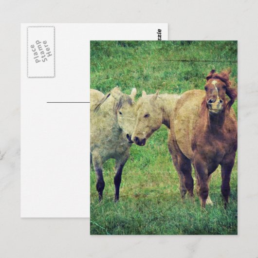 Funny Horses Postkarte (Vorne/Hinten)