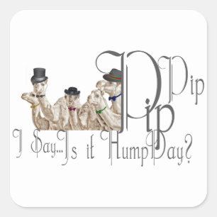 Funny Hump Day Camels in Monocles Quadratischer Aufkleber