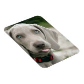 Funny Hund klebt Zunge-Out-Foto Magnet (Rechte Seite)