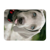 Funny Hund klebt Zunge-Out-Foto Magnet (Horizontal)