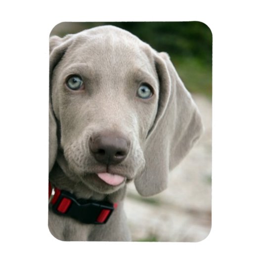 Funny Hund klebt Zunge-Out-Foto Magnet (Vertikal)