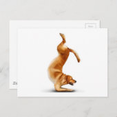Funny Hund Postkarte (Vorne/Hinten)