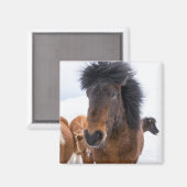 Funny Icelandic Horse Portrait Magnet (Vorderseite/Rückseite)