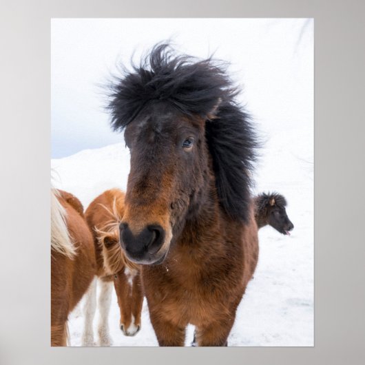 Funny Icelandic Horse Portrait Poster (Vorne)
