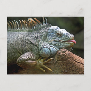 Funny Iguana Postkarte
