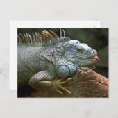Funny Iguana Postkarte (Vorne/Hinten)