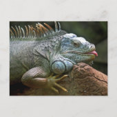 Funny Iguana Postkarte (Vorderseite)