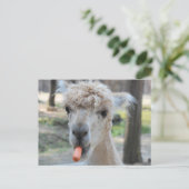 Funny Kamel Postkarte (Stehend Vorderseite)