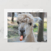 Funny Kamel Postkarte (Vorne/Hinten)