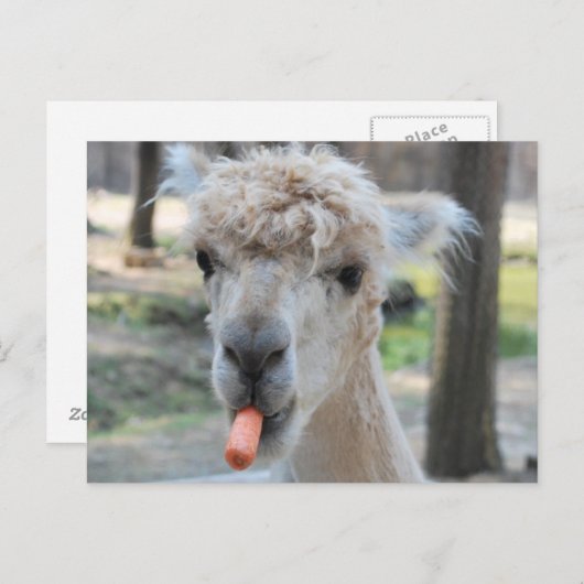 Funny Kamel Postkarte (Vorne/Hinten)