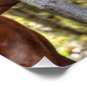 Funny Kastnut Stallion & Mare in einem waldreichen Poster (Ecke)