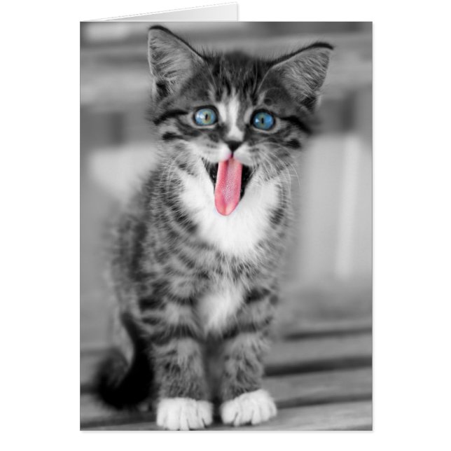 Funny Kitten (Vorne)
