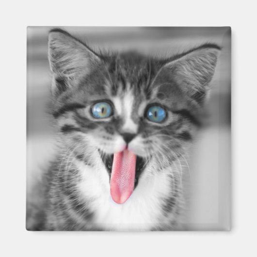 Funny Kitten Magnet (Vorne)