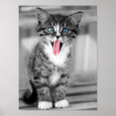 Funny Kitten Poster (Vorne)