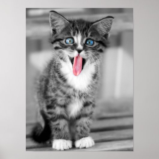 Funny Kitten Poster (Vorne)