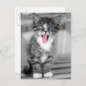 Funny Kitten Postkarte (Vorne/Hinten)