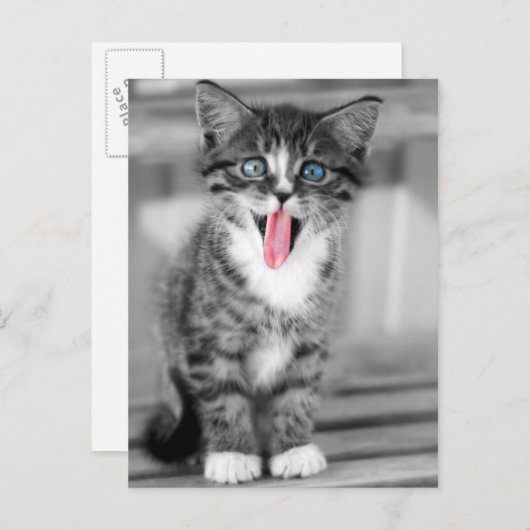 Funny Kitten Postkarte (Vorne/Hinten)