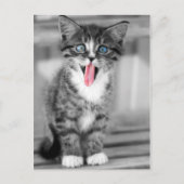 Funny Kitten Postkarte (Vorderseite)