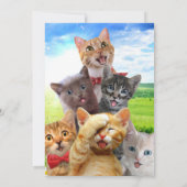 Funny Kittens auf grünem Feld. Einladung (Rückseite)