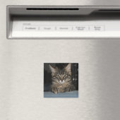 Funny Kitty sagt: "Oh, wirklich?" Magnet (In Situ (Geschirrspüler))
