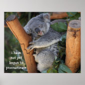 Funny Koala Bärenposter; Aufschieben Poster (Vorne)