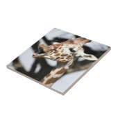 Funny konfrontiert reticulated Giraffe, San Franci Fliese (Seite)