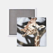 Funny konfrontiert reticulated Giraffe, San Franci Magnet (Vorderseite/Rückseite)