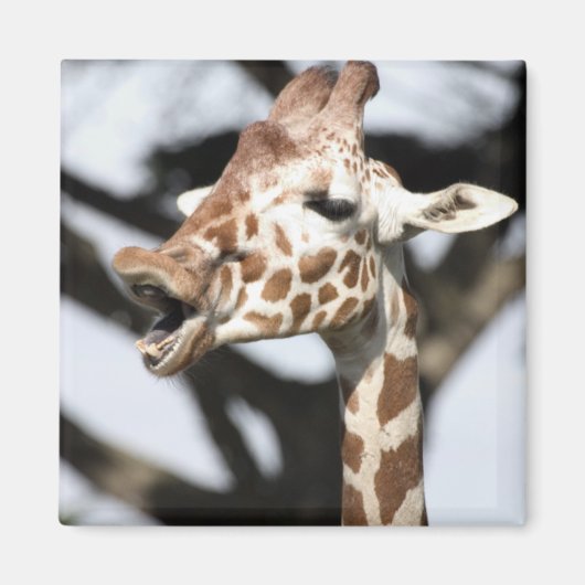 Funny konfrontiert reticulated Giraffe, San Franci Magnet (Vorne)