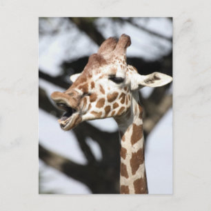 Funny konfrontiert reticulated Giraffe, San Franci Postkarte