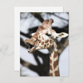 Funny konfrontiert reticulated Giraffe, San Franci Postkarte (Vorne/Hinten)